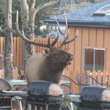Murphy's Resort - Other in Estes Park