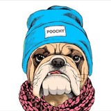 Poochy Doos, LLC - Pet Services in Fort Collins