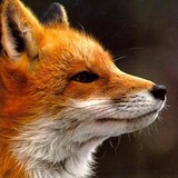 A Fox Physical Therapy - Physiotherapy in Denver
