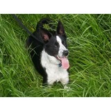 Dogwood Poop Scoop Service - Other in Broomfield