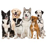 George Stroberg Dvm Pc - Veterinarians/Vets in Broomfield