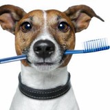 Chatfield Veterinary Hospital - Veterinarians/Vets in Littleton