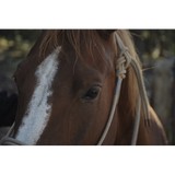 Mobile Veterinary Services LLC - Veterinarians/Vets in Golden