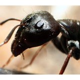 Abair Lavery - Pest Control in West Hartford