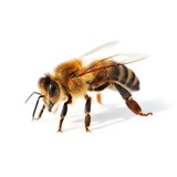 Bee Well Therapy Inc - Marketing in Stamford