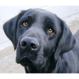 Labs4rescue Inc - Other in Killingworth