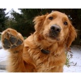 Pawtown LLC - Other in Sandy Hook