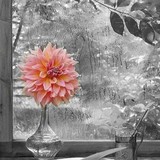 Harwinton Florist - Florists in Burlington