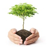 Dennis Panu Arborists - Other in Thompson