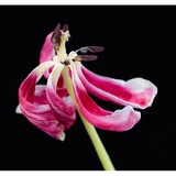 Indigo Images Photography - Other in Granby