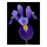 Capricorn Floral Design LLC - Florists in Middletown