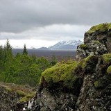 Dicara Phyllis - Other in Rocky Hill