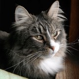 Cat Supplies and More - Other in Torrington