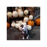 Refined Canine LLC - Pet Services in West Haven