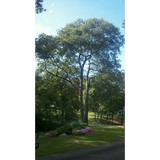 shoots to roots plant care corp - Other in New Fairfield