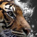 Tiger Risk Partners LLC - Insurance in Stamford