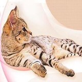 Cozy Cat Furniture - Pet Stores in Newark