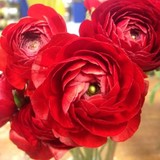 Bloomsberry Flowers LLC - Florists in Wilmington
