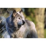 Cyberwolf Software Inc - Other in Bear