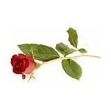 Ristroante Attilio - Restaurants in Wilmington