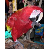 Animal Atlanta - Pet Stores in Woodstock