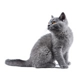Dunn Anderson Clare DVM - Animal Hospitals in Columbus