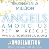 Angels Among Us Pet Rescue Incorporated - Pet Stores in Alpharetta