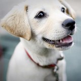 Acres Mill Veterinary Clinic - Animal Hospitals in Canton