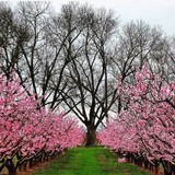 Pearson Farm - Fruit, Herb, Grain, Nut, Seed, Spice, Vegetable Farms & Orchards in Fort Valley