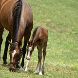 Premier Thoroughbreds - Wholesale in Alpharetta