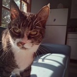 East Marietta Animal Hospital - Veterinarians/Vets in Marietta