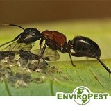 Enviropest Pest Control Services - Pest Control in Cartersville