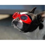 Dog City Bakery II - Bakeries in Atlanta