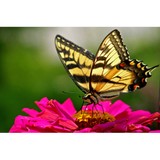 Soaring Travel - Travel Agents in Roswell