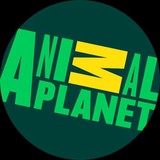 Animal planet - Other in Cedartown