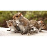 Pronto Pest Management - Pest Control in Loganville