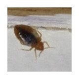 Clark Pest Remedy - Pest Control in McDonough