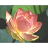 Spa Qi - Chiropractors in Atlanta