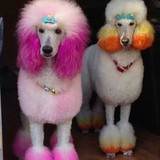 Glamour Paws - Pet Services in Atlanta