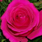 Ensign the Florist - Other in Rossville