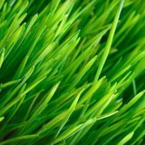 Atlanta Lawn Care Services, Inc. - Lawn Services in Atlanta