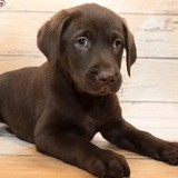 Petland- GA - Pet Stores in Kennesaw