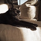 Cat Care of Vinings - Animal Hospitals in Atlanta