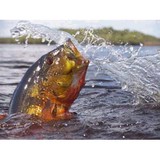 Quest Global Angling Adventure - Other in Hiawassee