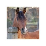 Stamp Out Starvation Of Horses, Inc. - Other in Clarkesville