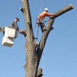 Acworth Pay Less Tree Service, LLC - Landscape Architects in Acworth