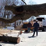 Fast Tree Removal Services Atlanta - Tree Services in Atlanta