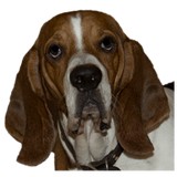 Hound Computer Soultions - Other in Ranger