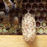 Georgia Beekeepers Association Inc - Other in Clarkesville