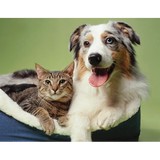 Etowah Veterinary Hospital - Veterinarians/Vets in Marietta